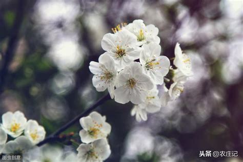 杏樹季節|花卉開花期系列：一般杏花是在幾月開花？